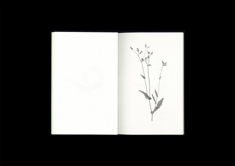 <del>Plant Scans</del> - Image 4