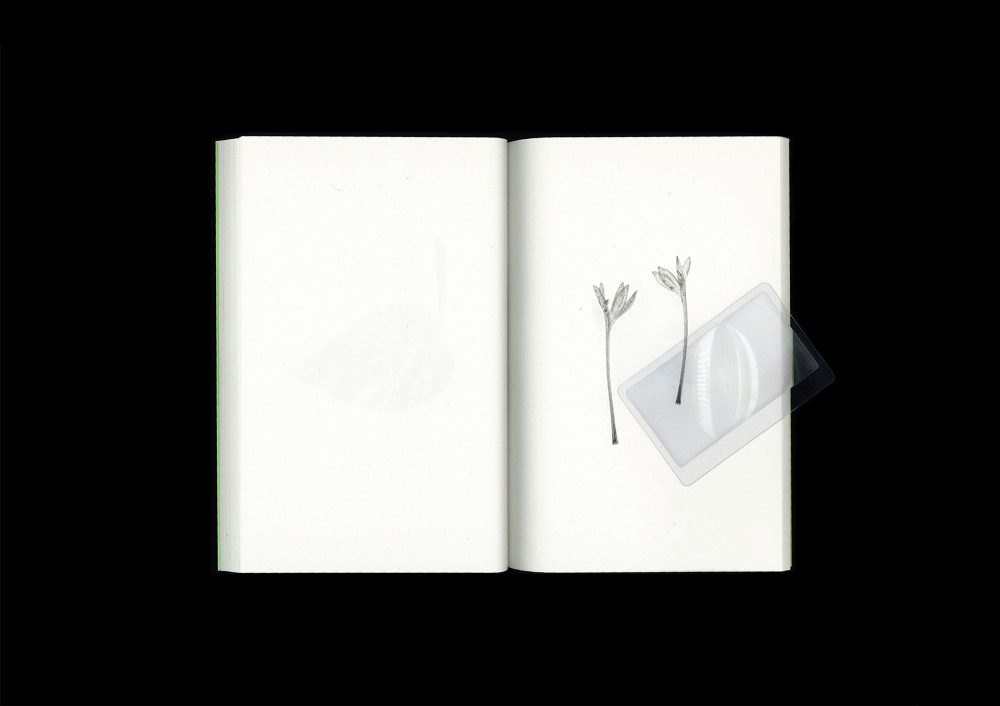 <del>Plant Scans</del> - Image 6