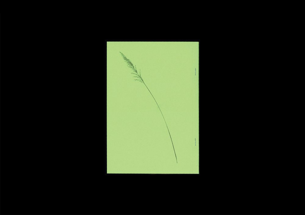 <del>Plant Scans</del> - Image 8