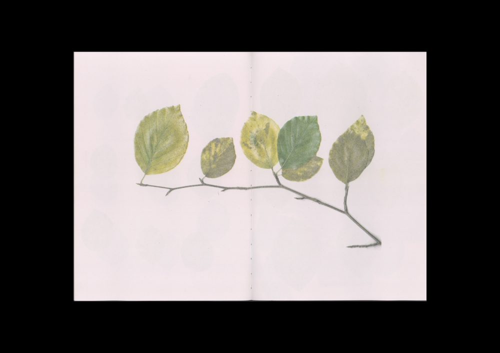 The beech at the end of a star