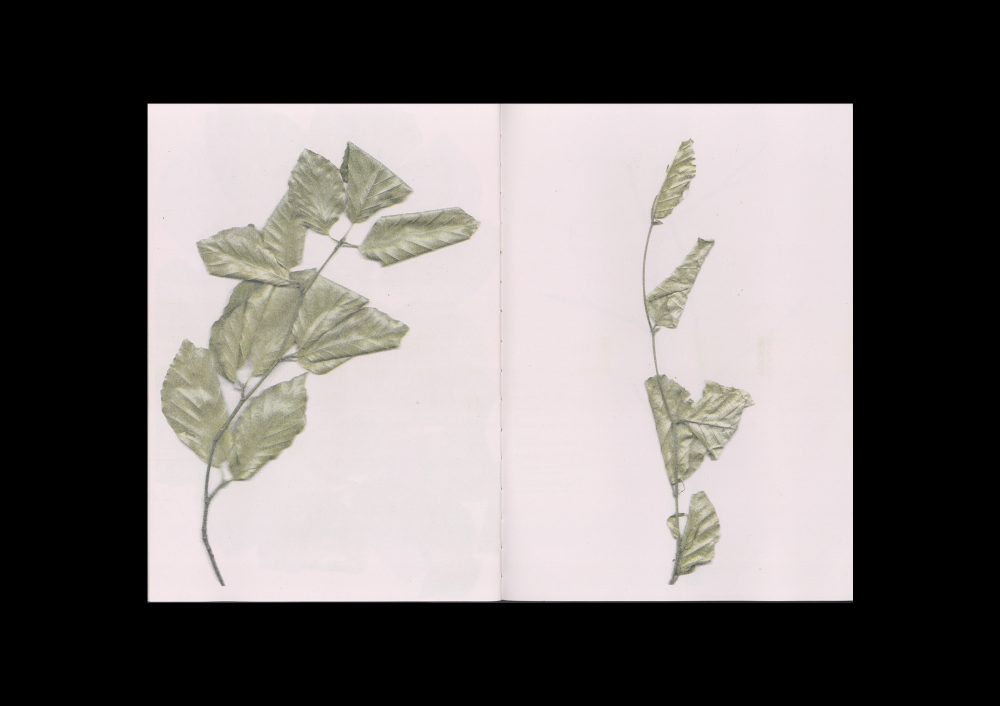The beech at the end of a star
